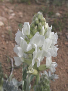 Oxytropis sericea